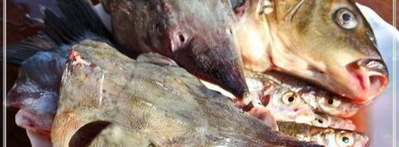 уха по-царски из петуха. Шаг 19