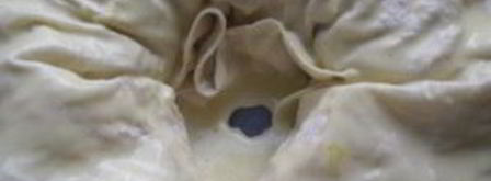 лаваш с фаршем и сыром. Шаг 12