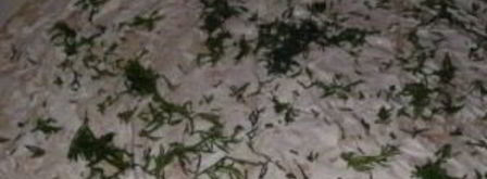 лаваш с грибами и сыром. Шаг 4