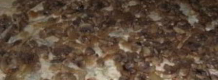 лаваш с грибами и сыром. Шаг 5