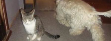 пирожки для бабушки. Шаг 8