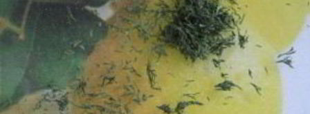 запеканка под сметанным соусом. Шаг 6