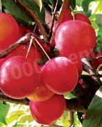 Алычовый компот из алычи на зиму