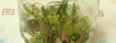 маринованные огурцы по-польски. Шаг 4