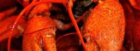 малосольные огурчики. Шаг 7