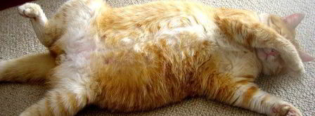 малосольные помидоры суточные. Шаг 14