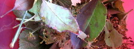 малосольные помидоры суточные. Шаг 4