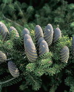 Варенье из ели