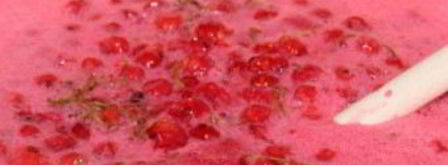 варенье из красной смородины на зиму. Шаг 5