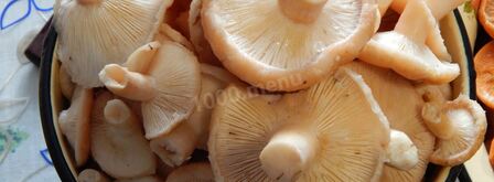 волнушки соленые на зиму. Шаг 3