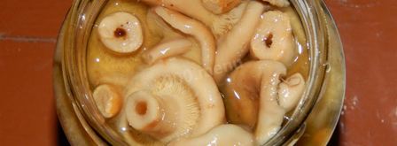 волнушки соленые на зиму. Шаг 8