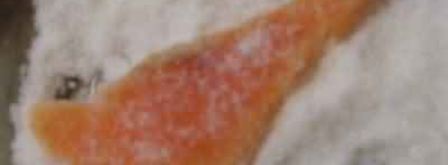 форель бутербродная. Шаг 11