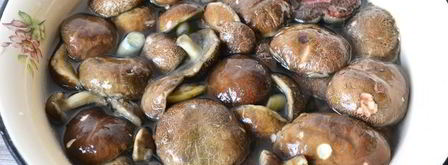 икра из моховиков. Шаг 4