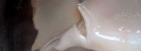 творожно-кальмарная паста для канапе. Шаг 3