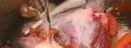 холодец гояжьей рульки и копыта. Шаг 7