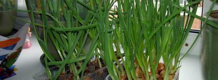 омлет с беконом для викингов и их сильных. Шаг 3