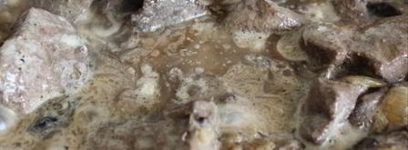 паштет из свиной печени с черносливом. Шаг 8