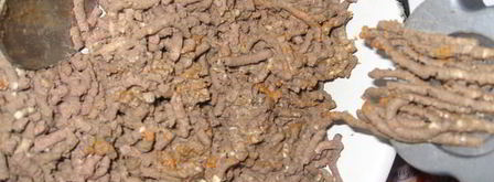 паштет с вялеными томатами и изюмом по-чешски. Шаг 6