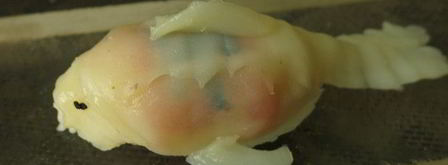 суши рыбки. Шаг 8