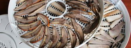 сушка грибов в сушилке. Шаг 8