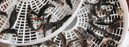 сушка грибов в сушилке. Шаг 9