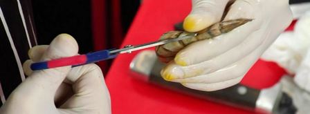 тигровые креветки, маринованные с ванилью. Шаг 4