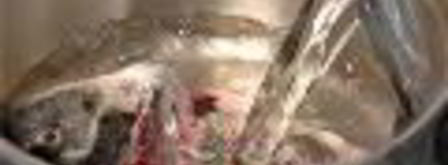 заливное из сибаса c красной икрой. Шаг 3